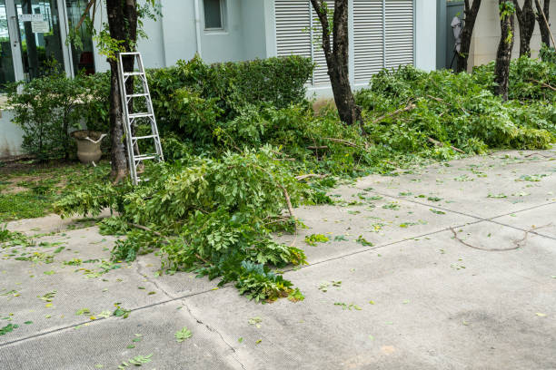 How Our Tree Care Process Works  in  Walcott, IA